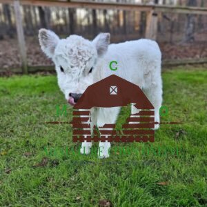 micro mini highland cows for sale near me