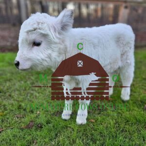 micro mini highland cows for sale near me