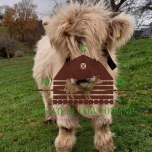 where to buy mini highland cows - highland cow calves for sale