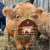 highland fluffy teacup mini cow - fluffy teacup mini cow