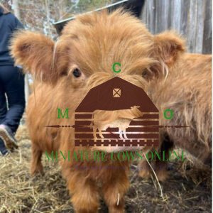 highland fluffy teacup mini cow - fluffy teacup mini cow