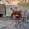 mini highland cows for sale texas