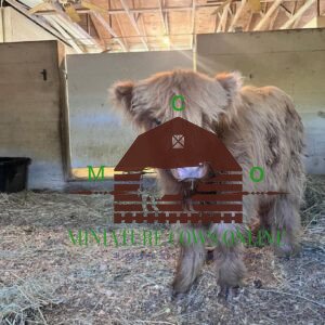 mini highland cows for sale texas