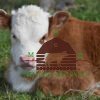 Buy Mini Hereford Heifer online - buying Mini Hereford Heifer online