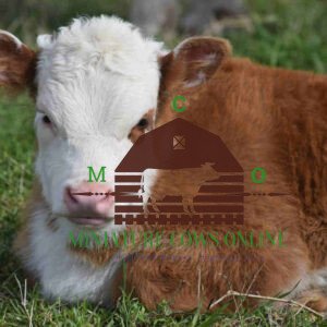 Buy Mini Hereford Heifer online - buying Mini Hereford Heifer online