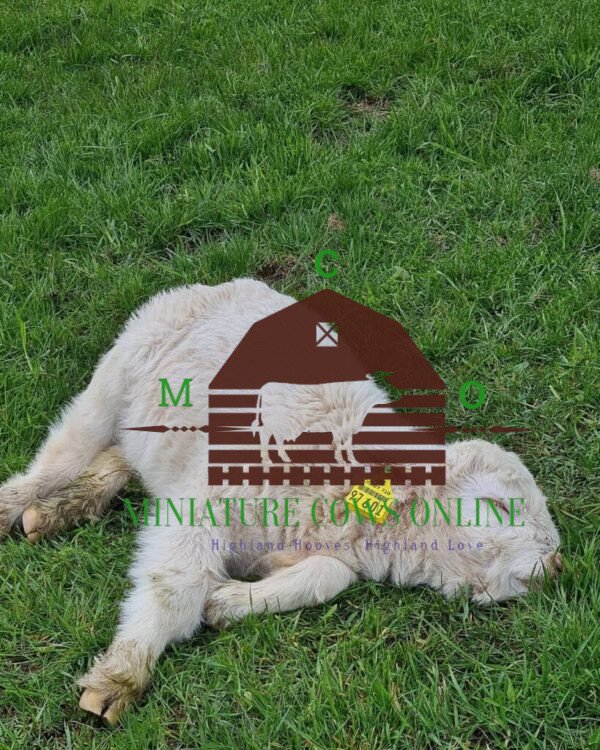 Order Mini Highland Cows for Sale online - highland cow calves