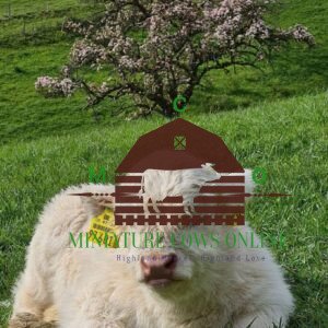 Order Mini Highland Cows for Sale online - highland cow calves