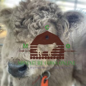 fluffy baby cow - buy mini highland cow online