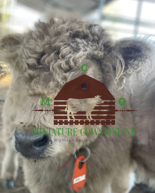 fluffy baby cow - buy mini highland cow online
