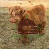 mini fluffy cows for sale - miniature fluffy cows for sale