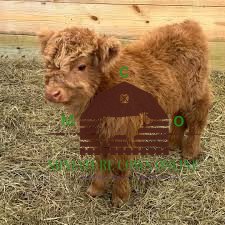 mini fluffy cows for sale - miniature fluffy cows for sale